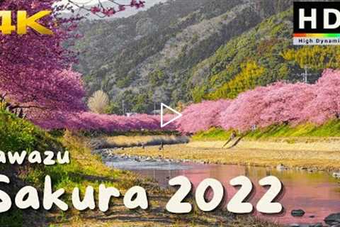 4K HDR // Japan Cherry Blossoms 2022 - Kawazu Sakura