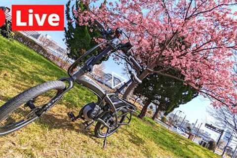Tokyo LIVE ebike reveal & ume blossom hunting