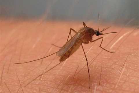 Local weather Change Could Push the US Towards the ‘Goldilocks Zone’ for West Nile Virus