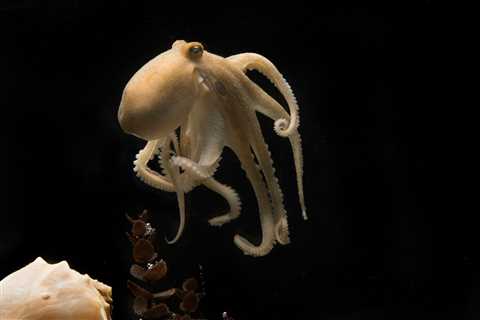 Reshuffled Genomes May Explain Cephalopods’ Smarts