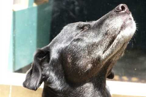 Trained sniffer dogs accurately detect airport passengers infected with SARS-CoV-2