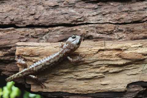 Science Snapshot: Free Fallin’ Salamanders