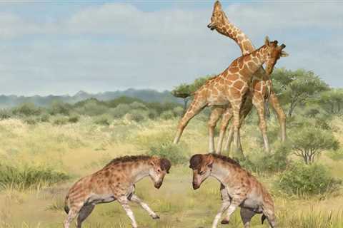 “Necks for Sex” May Explain Giraffes’ Distinctive Anatomy