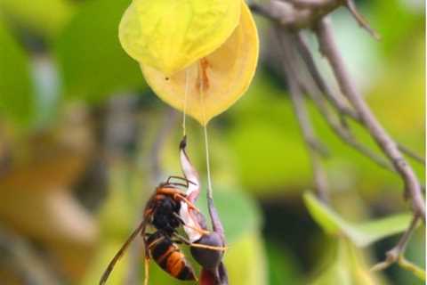 Trees' Scent Tricks Hornets Into Shuttling Seeds
