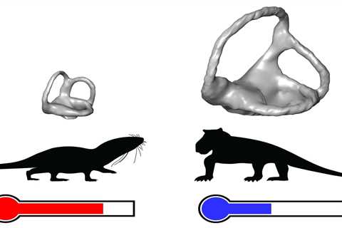 The Mystery of When Warm-Blooded Mammals Evolved May Finally Be Solved