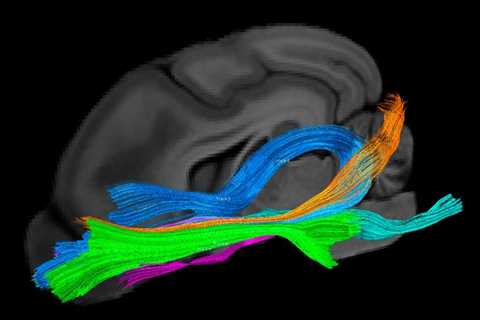 Dogs Might Actually ‘See’ Through Smells, Brain Scans Suggest