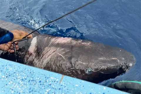 Science Snapshot: An Arctic Shark’s Tropical Vacation