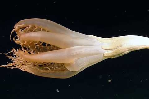 Bizarre, Tentacled ‘Flower’ Creature Glimpsed in The Depths of The Pacific