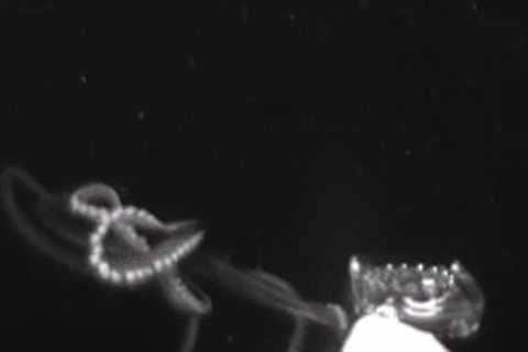 First-of-Its-Kind Video Shows How Giant Squid Hunt Their Prey Deep in The Ocean