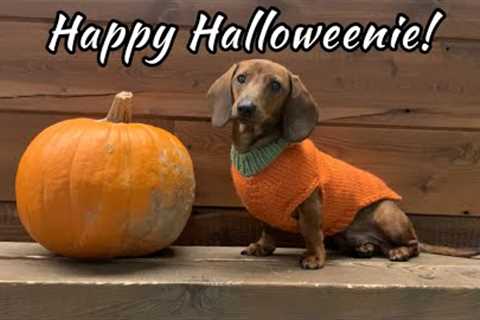 Happy Halloweenie! Mini Dachshund Puppy Celebrates First Halloween