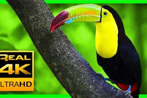 Breathtaking Colors of Nature in 4K III 🐦Beautiful Nature - Sleep Relax Music 4K UHD TV Screensaver