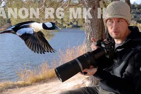 WILDLIFE PHOTOGRAPHY With The CANON R6 MK II & 800 F11: Initial Impressions & SURPRISING..