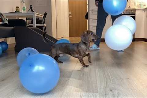 Mini Dachshund Plays with Balloons for the First Time