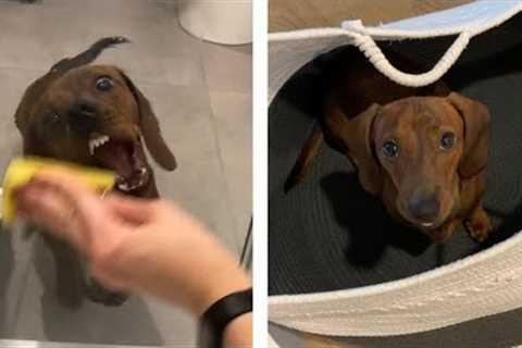 Mini Dachshund Helps with Chores!