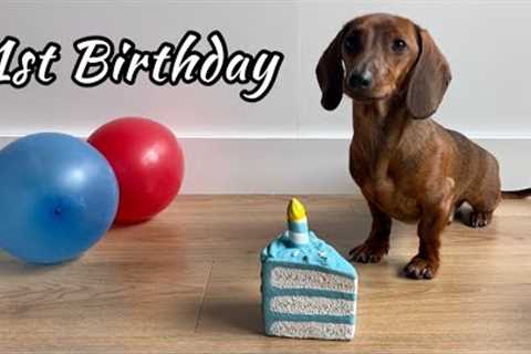 Mini dachshund Mac turns 1 year old!