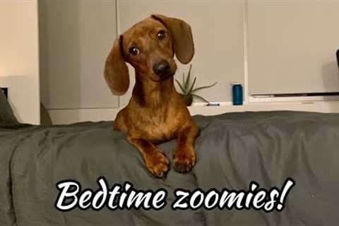 Mini dachshund night zoomies