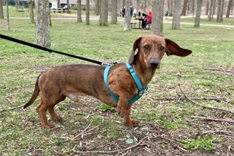 A relaxing walk with mini dachshund Mac