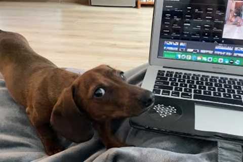 How mini dachshund feels about technology