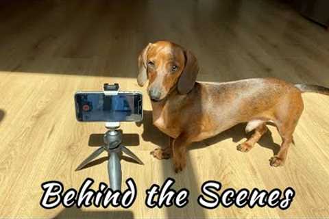 Mini dachshund reacts to filming