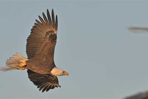 SWFL Eagles- M15 and F23 Aerial Acrobatic Skills, Strengthening The Bond! #eagle #baldeagle #swfl