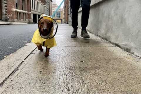 Mini dachshund tip toes through the rain