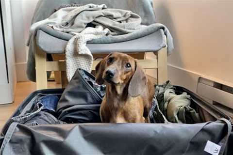 Mini dachshund helps with packing