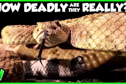 You''re WRONG About The Rattlesnake