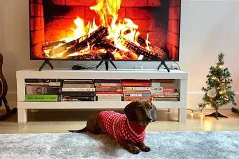 Mini dachshund decorates for Christmas