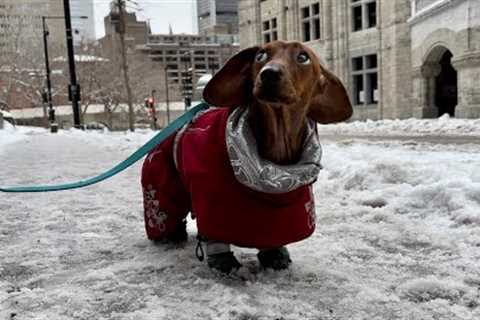 Mini dachshund on a snowy day