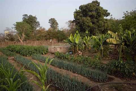 A tree grows in Senegal