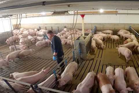 A Week Full of Pig Farming
