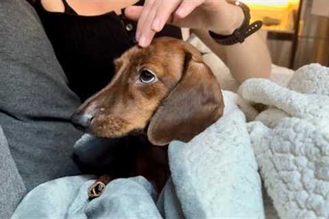 Mini dachshund gets a head massage