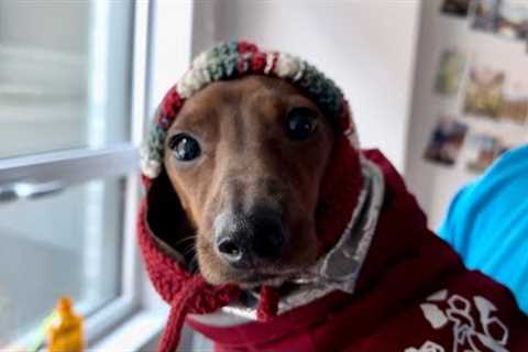 Mini dachshund''s new beanie! (new channel announcement)