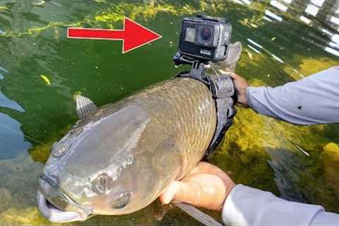 I Strapped a GoPro on a Fish