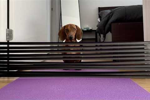 Mini dachshund tries tape wall challenge!