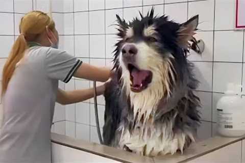 When a big dog’s fear of bath time is bigger than its size! 😱 Dogs vs Bath